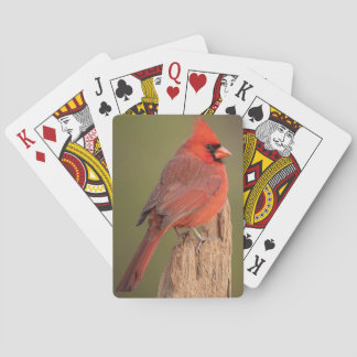 Red Cardinal  Playing Cards