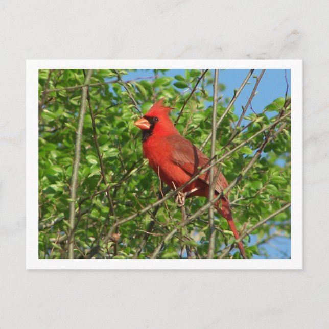 Red Cardinal Postcard (Front)