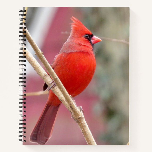 Red Cardinal Spiral Notebook (Front)