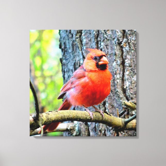 Red Cardinal Summer Square Print (Front)
