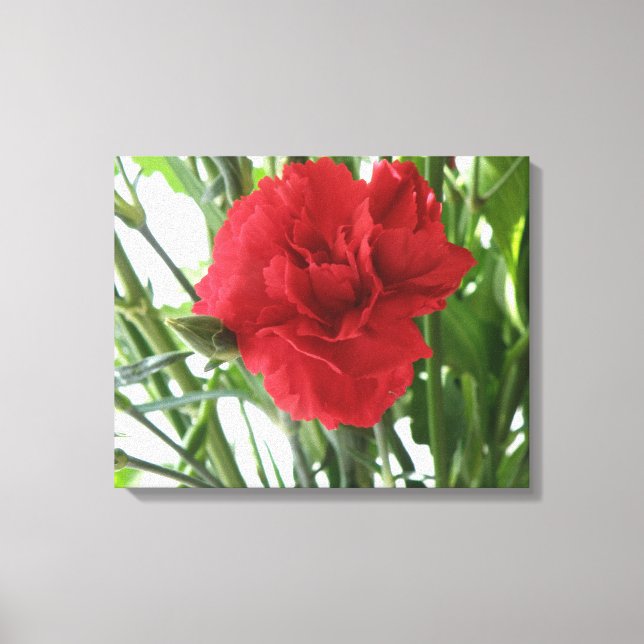 Red Carnation Canvas Print (Front)