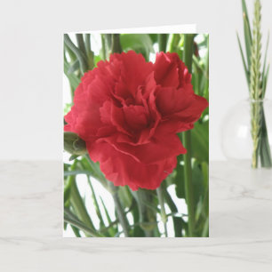 Red Carnation Greeting Card