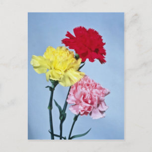 Red Carnation study on white flowers Postcard