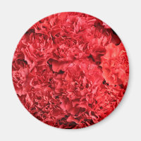 Red Carnations Background