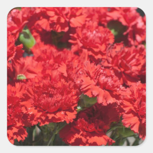 Red carnations square sticker
