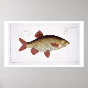 Red Carp (Cyprinus Erithrophthalmus) plate I from Poster