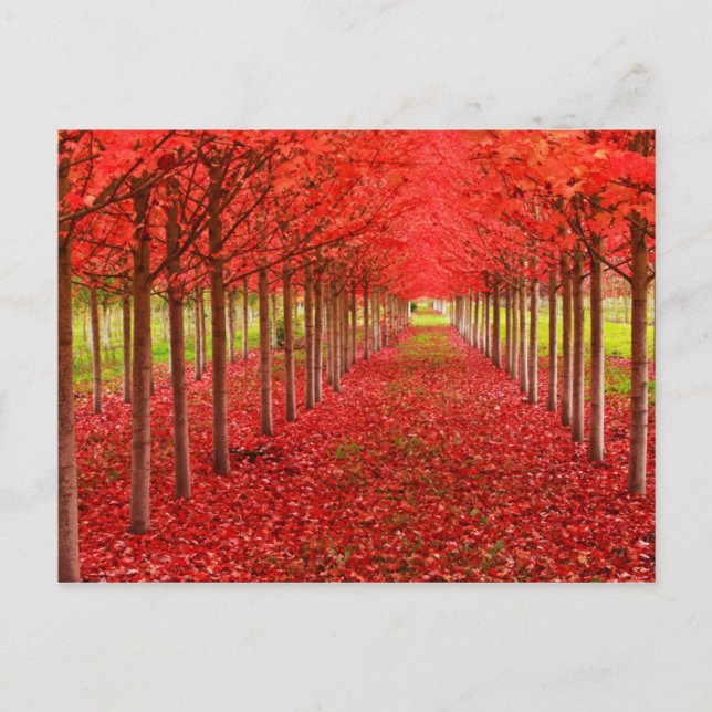 Red Carpet and Sky Postcard (Front)