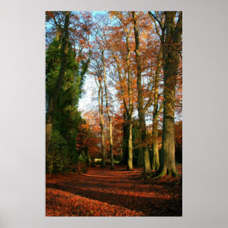 Red Carpet Canvas & Poster Print