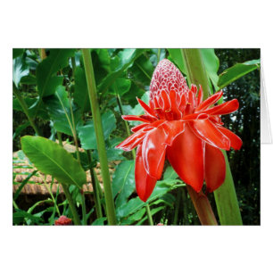 Red Carribean Rose Exotic Flower