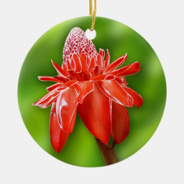 Red Carribean Rose Exotic Flower Ceramic Ornament (Front)