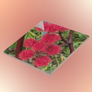 Red Castor Bean Plant Seed Pods Tile