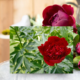 Red Charm Peony Postcard