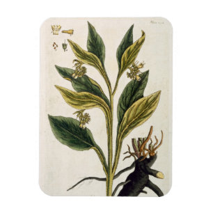 Red Chilli (colour engraving) Magnet
