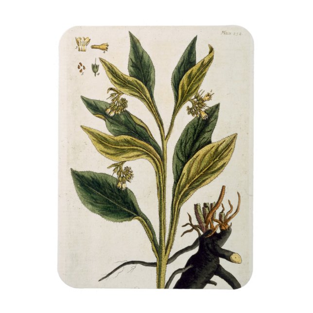 Red Chilli (colour engraving) Magnet (Vertical)