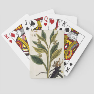 Red Chilli (colour engraving) Playing Cards