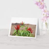 Red Chilli Pepper Plant
