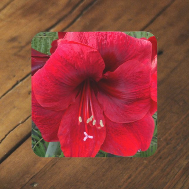 Red Christmas Amaryllis Bloom Floral Coaster (In Situ Front)