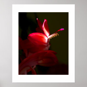 Red Christmas Cactus Flower Close-Up Photograph Poster