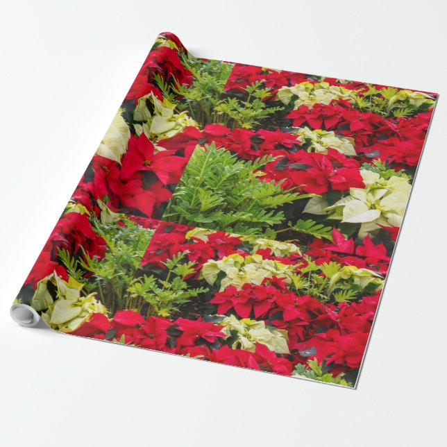 Red Christmas flower Poinsettia Wrapping Paper (Unrolled)