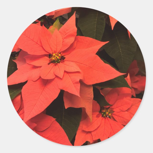 Red Christmas Poinsettia Envelope Seals Stickers (Front)