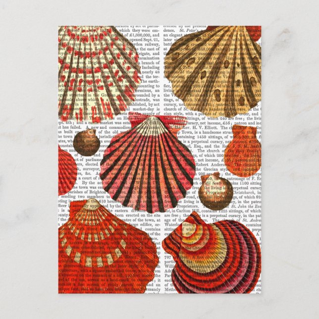Red Clam Shells Postcard (Front)