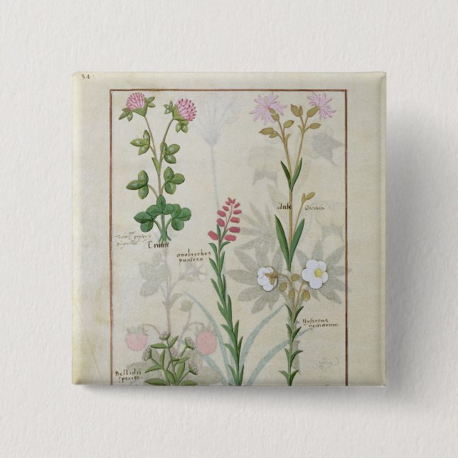 Red clover & Aube Bellidis Onobrychis & Hyssopus 2 Inch Square Button (Front)