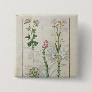 Red clover & Aube Bellidis Onobrychis & Hyssopus 2 Inch Square Button