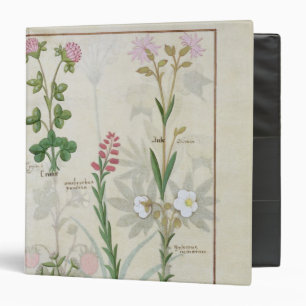 Red clover & Aube Bellidis Onobrychis & Hyssopus Binder