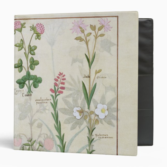 Red clover & Aube Bellidis Onobrychis & Hyssopus Binder (Front/Inside)