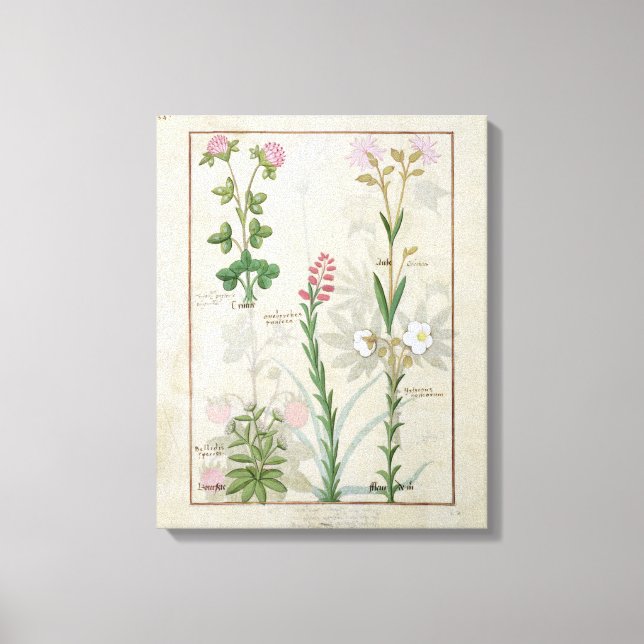 Red clover & Aube Bellidis Onobrychis & Hyssopus Canvas Print (Front)