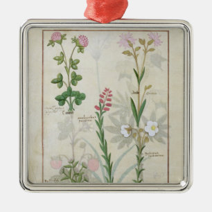 Red clover & Aube Bellidis Onobrychis & Hyssopus Metal Ornament