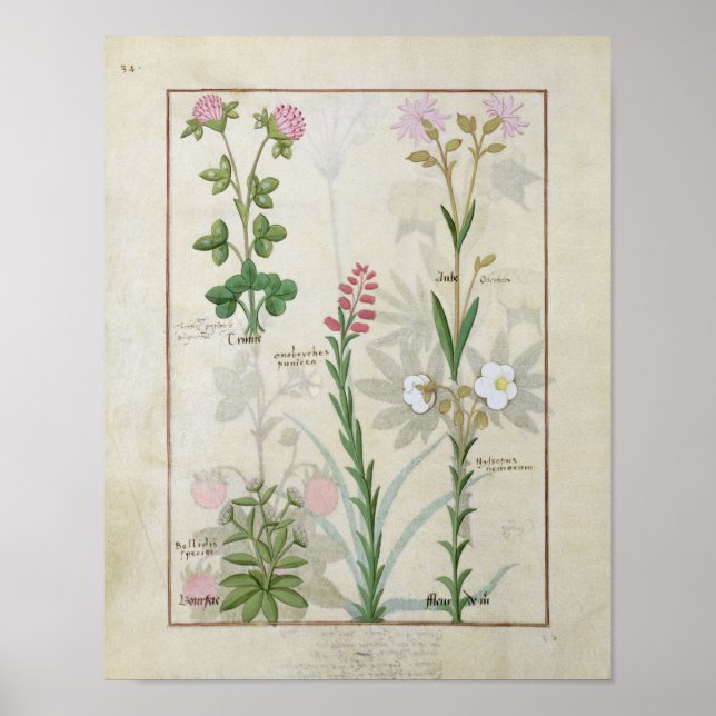 Red clover & Aube Bellidis Onobrychis & Hyssopus Poster (Front)