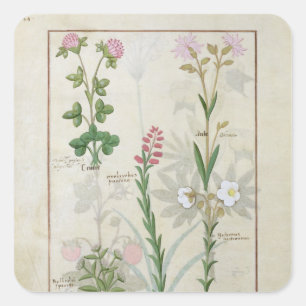Red clover & Aube Bellidis Onobrychis & Hyssopus Square Sticker