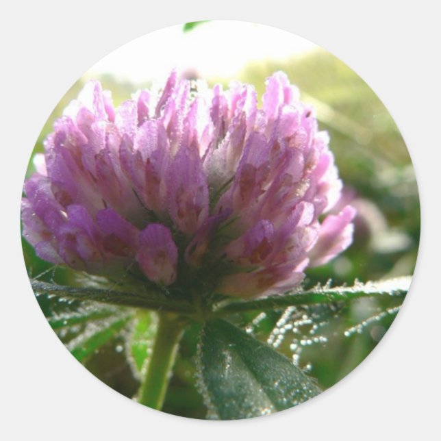 Red Clover Classic Round Sticker (Front)