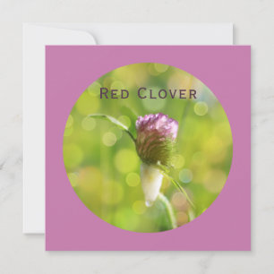 Red Clover Flower on Magenta Holiday Card