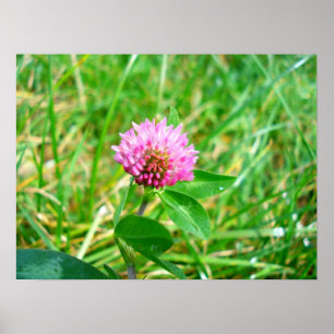 red clover poster