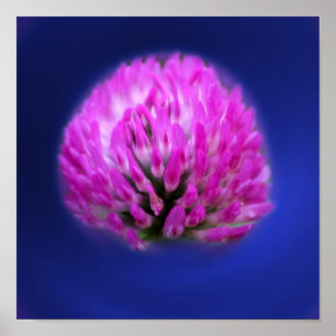 Red Clover Wildflower  Poster