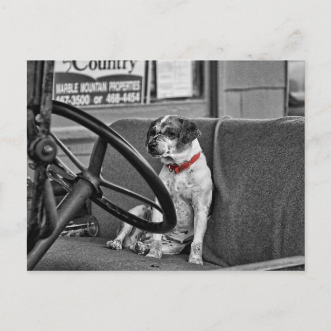 RED COLLAR POSTCARD (Front)