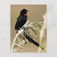 Red Collared Widow South Africa