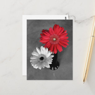 Red Colour Splash Gerber Daisy Photograph Postcard