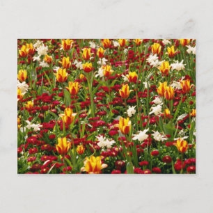 Red Colourful High Park in spring, Toronto, Canada Postcard