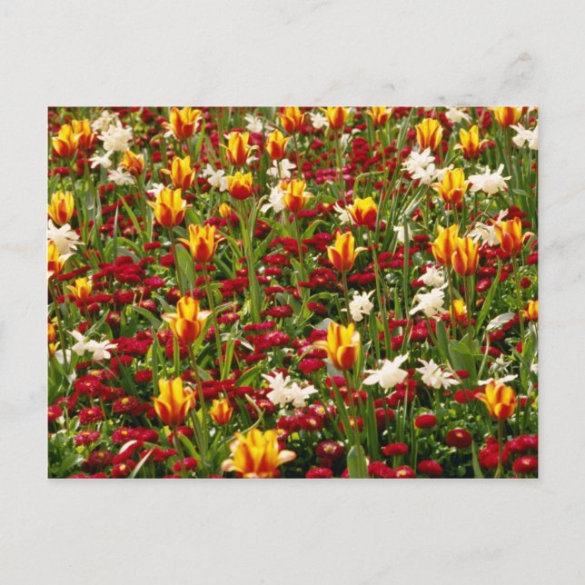 Red Colourful High Park in spring, Toronto, Canada Postcard (Front)