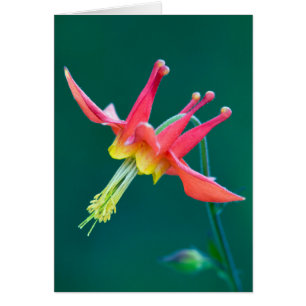 Red Columbine