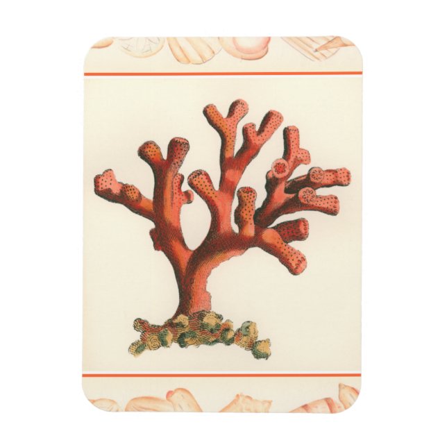 Red Coral with Conch Shell Border Magnet (Vertical)