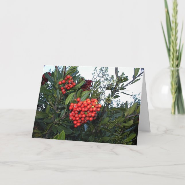 Red Cotoneaster Berries:  Holiday season Card (Front)
