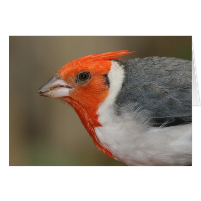 Red Crested Cardinal (Front Horizontal)