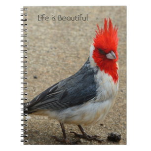 Red Crested Cardinal Bird Kauai (my photography) Notebook