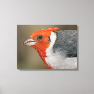 Red Crested Cardinal Canvas Print