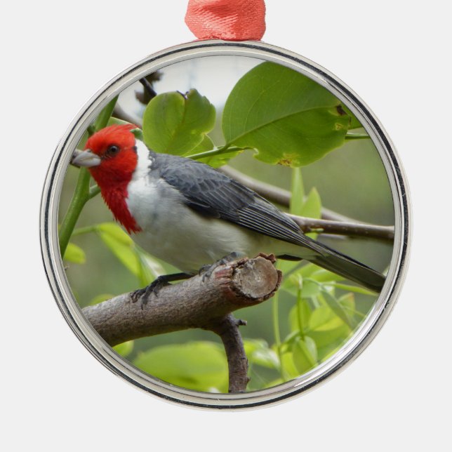 Red-crested Cardinal Metal Ornament (Front)