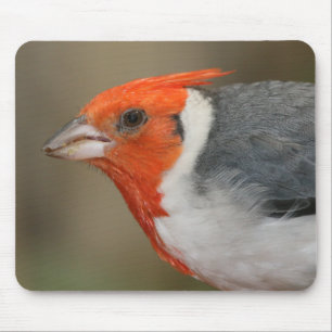 Red Crested Cardinal Mouse Pad